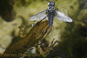 Common Newt taking a fly