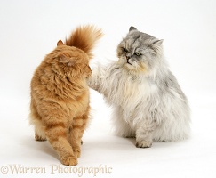Ginger and Chinchilla Persian cats