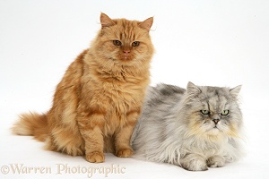 Ginger and Chinchilla Persian cats