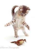 Blue tabby kitten playing with a toad