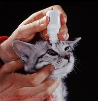 Administering antibiotic eye drops to tabby cat