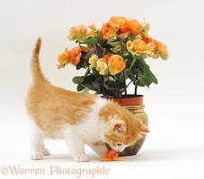 Kitten about to eat a flower