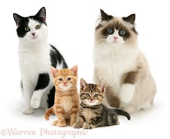 Group of assorted cats and kittens