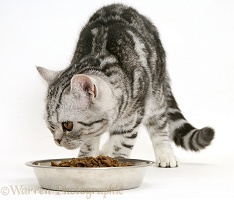 Silver tabby cat with dry cat food in a stainless steel bowl