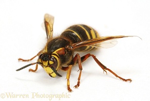 Median Wasp queen