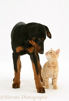 Doberman Pinscher pup meets a ginger kitten