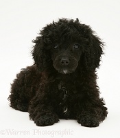 Black Miniature Poodle lying with head up