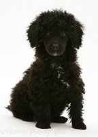 Black Miniature Poodle