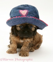 Cavazu puppy wearing a baby hat