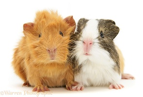Pair of young Guinea pigs