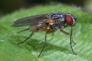 House fly relative