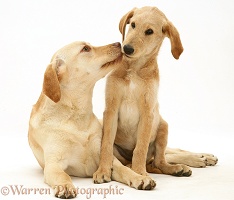 Yellow Labradoodle pup and Yellow Labrador
