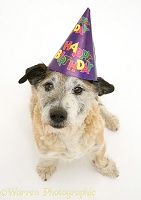 Terrier-cross dog wearing a birthday hat
