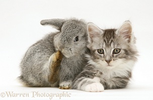 Rabbit and Maine Coon kitten