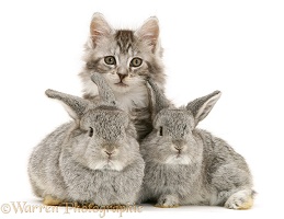 Rabbits and Maine Coon kitten