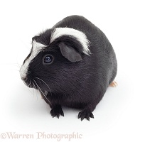 Black-and-white Crested Guinea pig