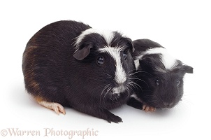 Black-and-white Crested Guinea pigs