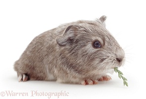 Baby silver Guinea pig