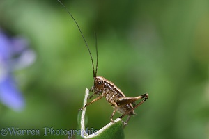 Dark Bush Cricket nymph
