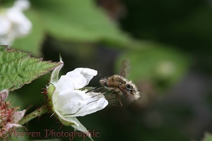 Bee fly on loganberry flower