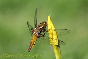 Wide-bodied Chaser Dragonfly