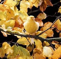 Canary among autumn leaves