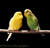 Pair of Budgerigars, green cock and lutino hen