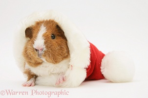 Young Rex Guinea pig in a Santa hat