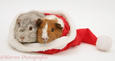 Young Rex Guinea pigs in a Santa hat