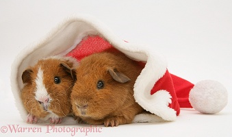 Young red Rex Guinea pigs, 6 weeks old, in a Santa hat