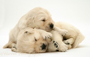 Two sleepy Golden Retriever pups