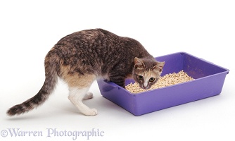 Cat about to use her litter tray
