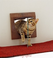 Bengal cat coming through a propped open cat flap