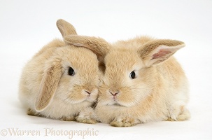 Baby sandy Lop rabbits