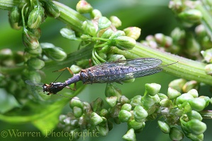 Snake Fly eating an aphid