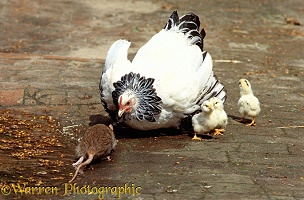 Bantam defending her chicks from a rat