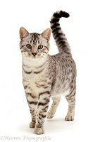 Silver spotted male cat