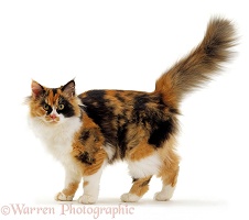Calico cat walking with tail up