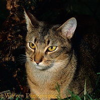 Abyssinian male cat