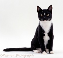 Black-and-white cat sitting