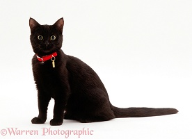 Black female kitten, 4 months old, wearing collar and tag