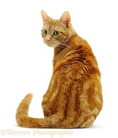 Ginger cat sitting looking round over shoulder
