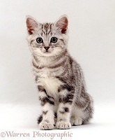 Silver tabby male kitten