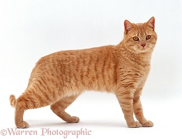 Ginger British shorthair male cat