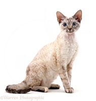 Devon Si-Rex female cat