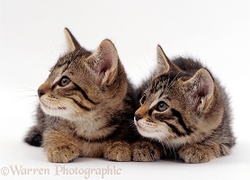 Two Wild Cat kittens