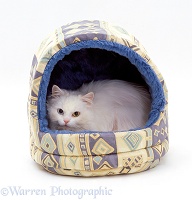 Longhaired white cat in an igloo bed
