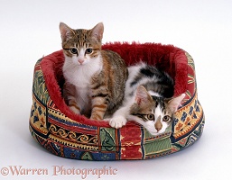 Two Tabby-and-white kittens in an oval cat bed