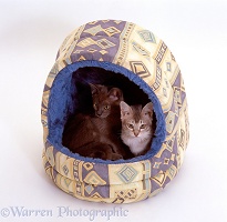 Two kittens in an igloo bed
