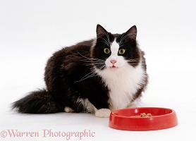 Black-and-white cat glancing up while eating